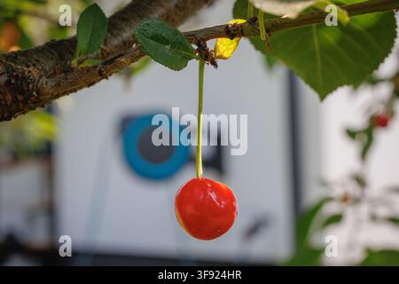 Cerise mûre accrochée à une tige sur un arbre Banque D'Images