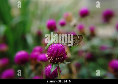 Un papillon Indian Palm Bob (Suastus gremius) se nourrit d'une fleur d'amarante globe violette vibrante entourée d'un champ de fleurs roses. Banque D'Images