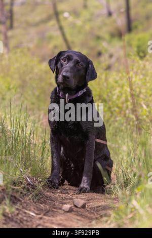 Labrador retriever noir assis sur un sentier naturel Banque D'Images