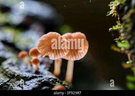 Petits champignons délicats poussant sur du bois moussu Banque D'Images
