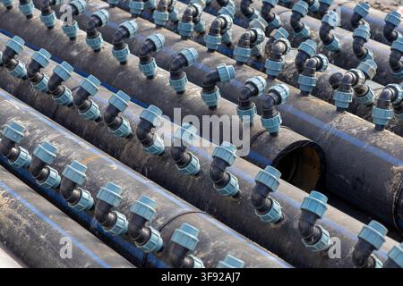 Des rangées de tuyaux d'irrigation en polyéthylène durable avec des connecteurs bleus créent un système organisé pour l'arrosage agricole, illustrant une technologie de précision Banque D'Images