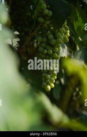 Gros plan de jeunes raisins verts dans un vignoble Banque D'Images