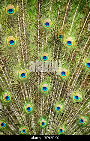 Paon mâle exhibant ses plumes de queue vibrantes Banque D'Images