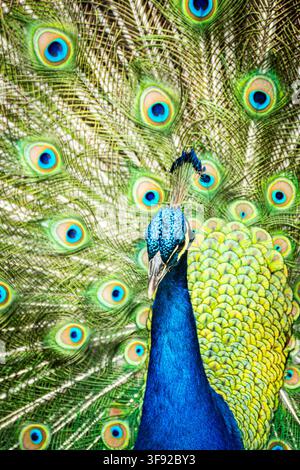 Paon majestueux exhibant ses plumes colorées Banque D'Images
