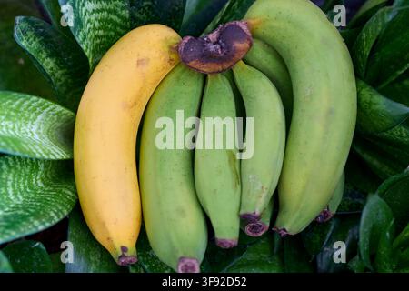 Banane jaune mûre seule avec un bouquet vert Banque D'Images