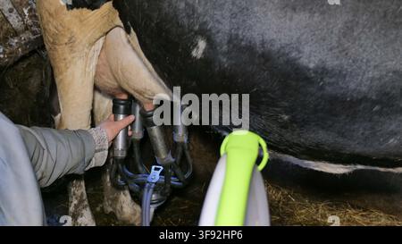 Vache en train d'être traite avec une pompe à traire portable dans une ferme Banque D'Images