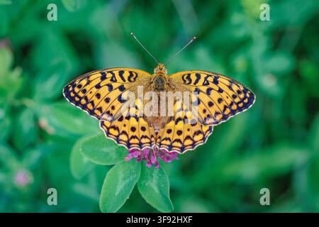 Grossissement sur Argynnis adippe – Le papillon fritillaire brun élevé reposant sur une fleur de trèfle violette Banque D'Images