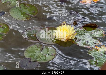 Nymphaea 'Perry's Double Yellow' lys double jaune pâle fleurissant parmi les feuilles de nénuphar humides dans un étang de jardin Banque D'Images