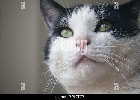 Portrait d'un chat noir et blanc, gros plan Banque D'Images