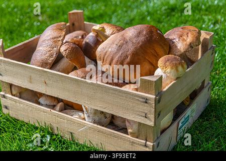 La boîte en bois sur la photo est remplie de cèpes fraîchement cueillis (Boletus). Banque D'Images