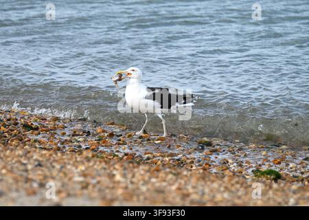 Mouette adulte à dos noir mangeant une tête de poisson jetée sur une plage de galets, Calshot Spit, Royaume-Uni mai Banque D'Images