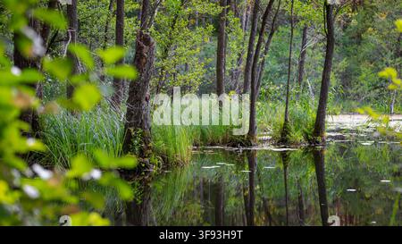 Un paysage de marais pittoresque présentant un lac marécageux forestier calme. Les roseaux verts luxuriants et les grands arbres se reflètent magnifiquement à la surface de l'eau immobile Banque D'Images
