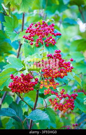 Des grappes éclatantes de baies de viburnum rouges (Viburnum opulus) pendent parmi des feuilles vertes sur un arbuste feuillu, évoquant les ambiances de jardin d'été et d'automne précoce avec Banque D'Images