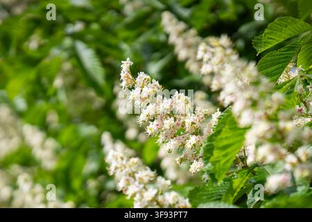 Aesculus hippocastanum (marronnier) en pleine floraison printanière, présentant des panicules de fleurs blanches délicates et des feuilles vertes fraîches. Banque D'Images
