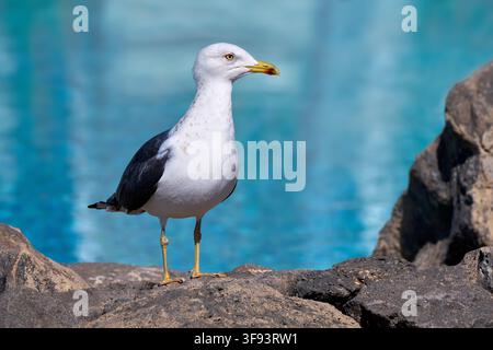 Mouette à dos noir subadulte (Larus fuscus) debout sur un rocher devant une eau de piscine bleu clair Banque D'Images