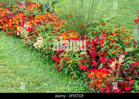 Un parterre de fleurs dense rempli de fleurs rouges vives, orange et pâles pousse à côté d'une pelouse verte, créant une exposition de jardin ornemental colorée. Banque D'Images