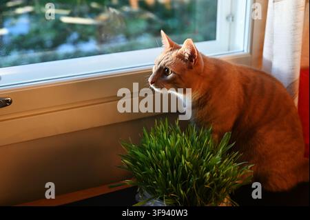 Un chat domestique roux est assis sur un rebord de fenêtre intérieur à côté d'un pot d'herbe fraîche pour chat, observant attentivement le monde extérieur. Lumière chaude du soir, douce i Banque D'Images