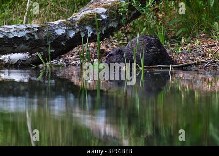 Castor européen (Castor fiber Linnaeus) se nourrissant sur la rive de la rivière Banque D'Images