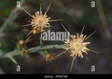 Une photographie macro en vue plongeante mettant l'accent sur des têtes de graines de chardon sèches, semblables à des étoiles, avec de longues épines acérées et des réceptacles vides, capturées contre un fond sombre et bleu Banque D'Images