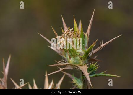 Une photographie macro en extérieur se concentrant sur une tête de chardonne pieuse sèche et épineuse unique, présentant des bractées brunes et vertes épines et nettes sur un fond doucement flou NA Banque D'Images