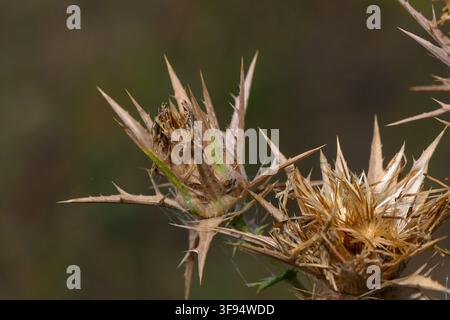 Une photographie macro se concentrant sur des têtes de graines de chardon sèches, flétries et épineuses, présentant des bractées pointues et hérissées sur un fond naturel légèrement flou Banque D'Images