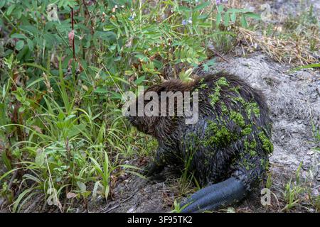 Un castor eurosien (Castor fiber) couvert de lentilles d'eau assis sur une berge herbeuse au projet Ealing Beaver à Greenford, à l'ouest de Londres, Royaume-Uni Banque D'Images