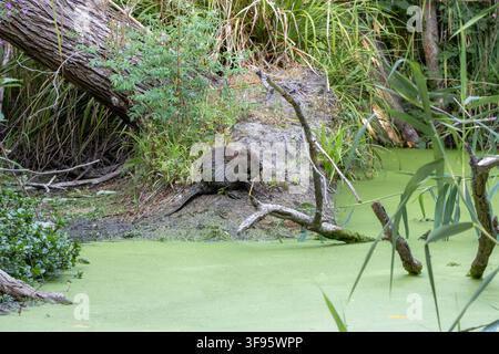 Un castor eurasien (Castor fiber) assis sur une berge boueuse près d'une eau couverte de lentilles d'eau au projet Ealing Beaver à Greenford, dans l'ouest de Londres, Royaume-Uni. Banque D'Images