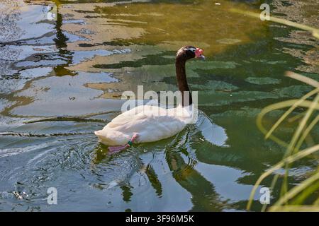 Cygne à cou noir nageant dans un étang calme avec des reflets. Banque D'Images