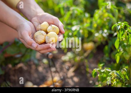 Close-up d'une poignée de récolte de physalis dans un jardin d'été. Fermière cueillant des fruits de cerise de terre dans une enveloppe en papier. Jardinier cultivant des baies du Cap. Fr Banque D'Images