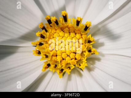 Vue macro d'une fleur de Cosmos bipinnatus blanc avec des fleurettes jaunes au centre Banque D'Images