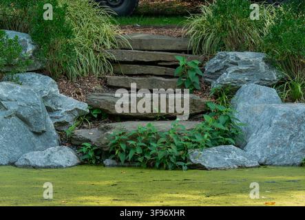 Une dalle en pierre naturelle descend en pente vers un étang couvert de lentilles d'eau vertes. Banque D'Images