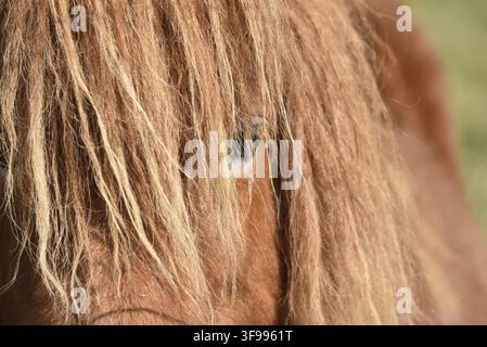 Gros plan extrême de la crinière et de l'œil d'un joli poney Shetland (Equus ferus caballus) de face. Prise près de Groningue, Pays-Bas Banque D'Images