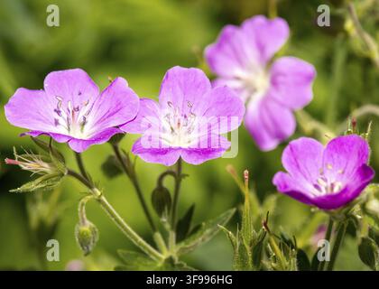 Fleurs roses de Geranium sylvaticum, griffe d’oie des bois ou géranium des bois poussant dans leur habitat naturel dans la montagne de Rila et la réserve naturelle en Bulgarie Banque D'Images