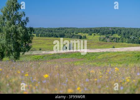 Une prairie luxuriante s'étend à travers le paysage, remplie de fleurs sauvages en fleurs dans des nuances de jaune et de violet. Des forêts vertes denses créent un magnifique bac Banque D'Images
