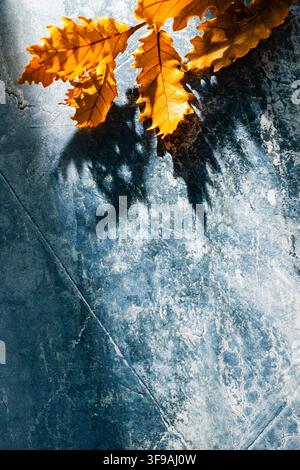 Feuilles de chêne dorées suspendues du bord supérieur sur un fond bleu texturé avec une ombre dramatique pour une affiche d'automne ou une maquette de produit Banque D'Images