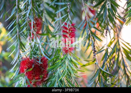 Rameaux de plante Callistemon avec fleurs rouges communément appelées Callistemon brosse à bouteilles ou Melaleuca. Banque D'Images