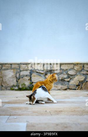 Une scène sereine mettant en scène deux chats calico et roux sur une terrasse en pierre rustique devant un mur de pierre texturé Banque D'Images