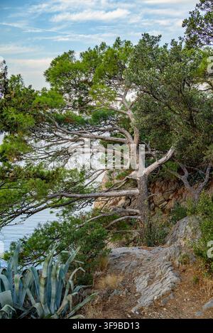 Une scène naturelle dramatique et sereine capturée dans une photographie détaillée, mettant en valeur un grand arbre noueux devant l'arrière-plan d'une côte rocheuse Banque D'Images