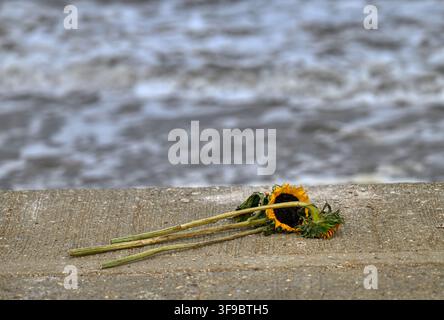 Trois tournesols (Helianthus annus) laissés sur la promenade à Hunstanton, Norfolk, Royaume-Uni Banque D'Images