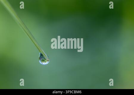 Photographie macro d'une seule goutte d'eau suspendue à une fine tige d'herbe verte. La goutte reflète un champ, sur fond vert profondément flou Banque D'Images