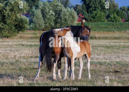 Une belle jument pinto, avec une longue queue noire et son mignon poulain pie se toilettent affectueusement dans un pâturage ensoleillé d'été dans un or Banque D'Images