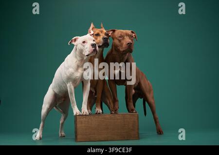 Trois chiens pit-bull posent ensemble sur une plateforme surélevée. L'arrangement structuré met l'accent sur l'équilibre hiérarchique et une forte présence visuelle en studio. Banque D'Images