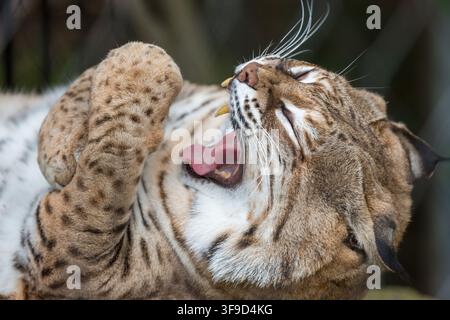 Un cliché d'action serré et en gros plan d'un Lynx rufus en train de bâiller / s'étirer pour se toiletter. Banque D'Images