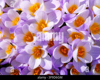 Gros plan du purple crocus fleurs fleurs Banque D'Images