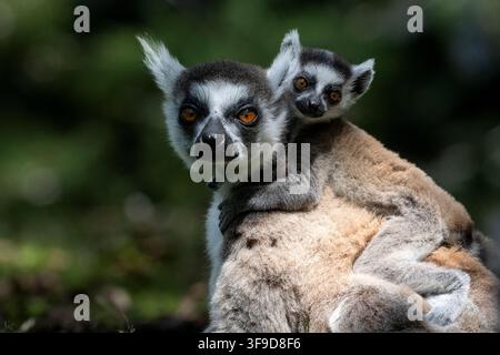Portrait rapproché d'une lemure à queue annulée femelle avec son bébé, Madagascar Banque D'Images