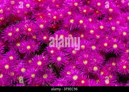 Fleurs vives d’eisoptère magenta et violet épanouies densément dans un jardin d’été, tapis de fleurs colorées de delosperma cooperi. Banque D'Images