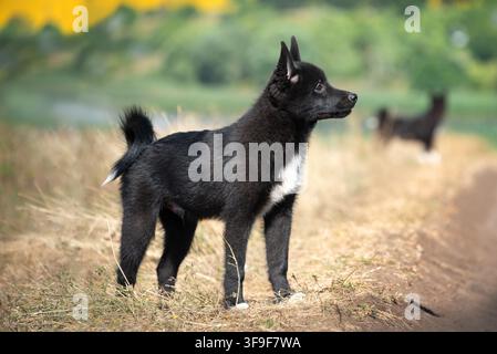 De beaux chiots noirs joyeux de la race husky russo-européenne en promenade dans un champ d'automne. Chiens de chasse. Banque D'Images