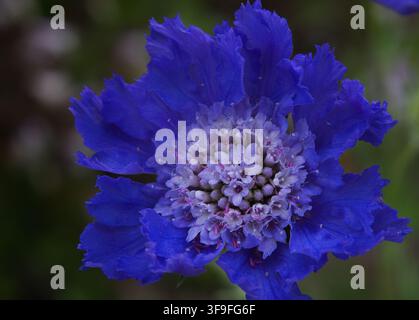 Macro extrême en gros plan d'une fleur bleue vibrante de coussinet (Scabiosa caucasica) montrant des pétales détaillés et des fleurettes centrales en fleur. Banque D'Images