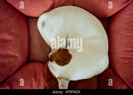 Petit chien blanc à tête brune roulé en boule endormi sur un lit pour animal en tissu rouge texturé, vue aérienne montrant une pose de repos serrée, pelage court et lisse, patte repliée Banque D'Images