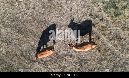 Vue aérienne de deux vaches brunes paissant dans un champ herbeux sec avec de longues ombres projetées sur le sol à Billiers, en Bretagne, France. Banque D'Images